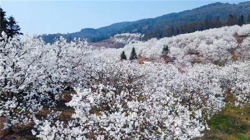 《访春》诗四首