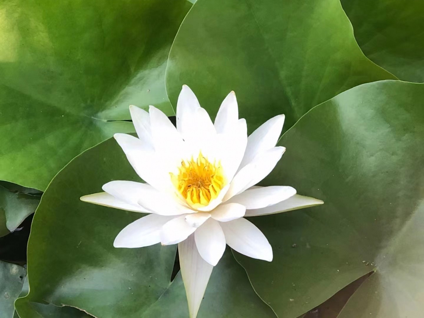 “山河不足重 重在遇知己”【书法】