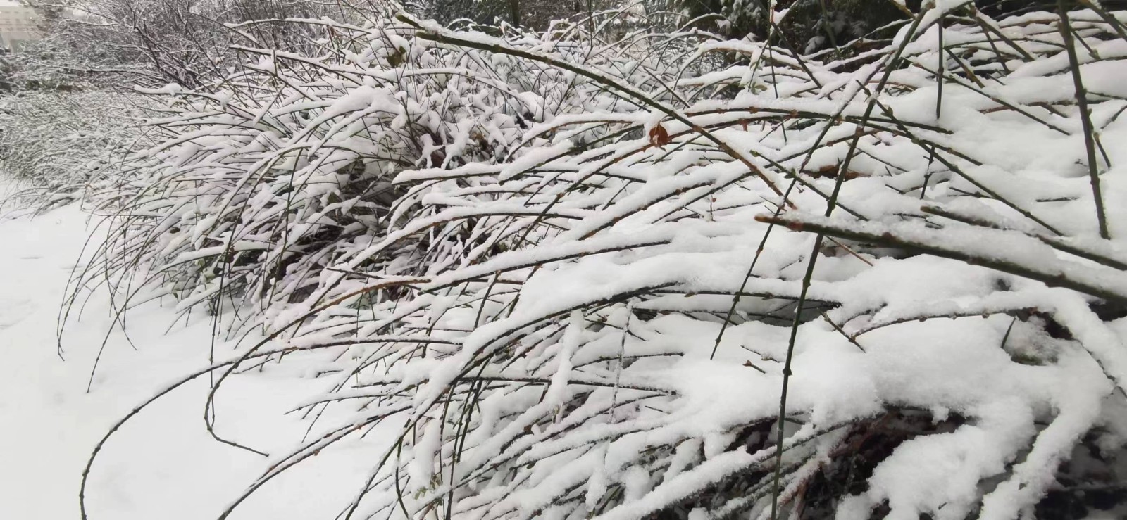 《飞雪路途》/ 诗歌